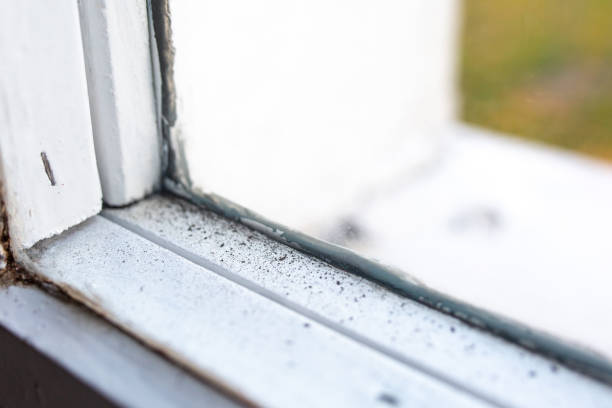 Best Mold Removal for HVAC Installations  in Hanapepe, HI