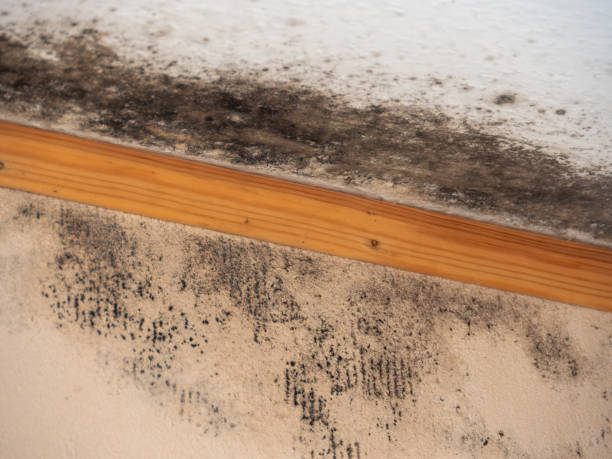Asbestos and Lead Testing During Mold Inspection in Hanapepe, HI