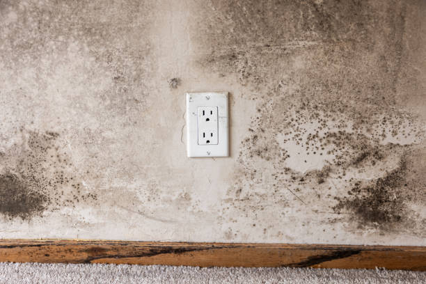 Best Attic Mold Removal  in Hanapepe, HI