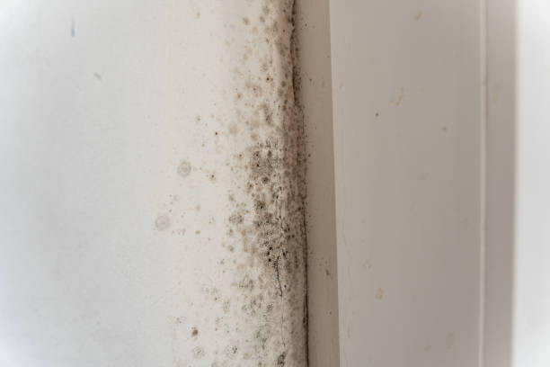 Best Water Damage & Mold Remediation  in Hanapepe, HI